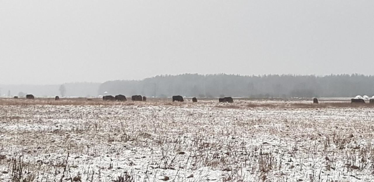 Zdalnie Z Lasu - Siedlisko W Puszczy Bialowieskiej Narewka Bagian luar foto