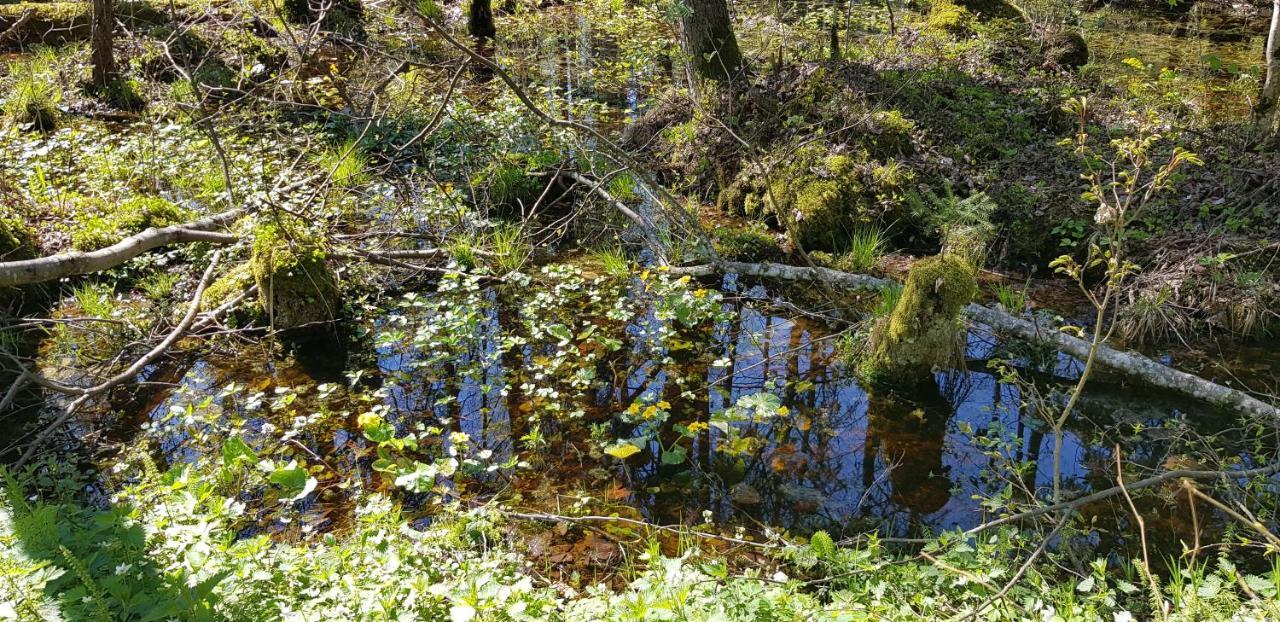 Zdalnie Z Lasu - Siedlisko W Puszczy Bialowieskiej Narewka Bagian luar foto