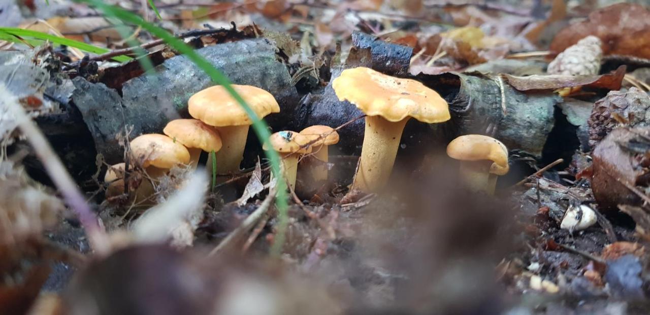 Zdalnie Z Lasu - Siedlisko W Puszczy Bialowieskiej Narewka Bagian luar foto