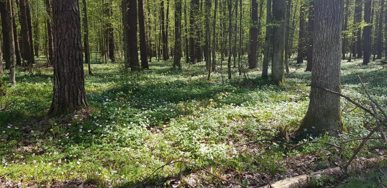 Zdalnie Z Lasu - Siedlisko W Puszczy Bialowieskiej Narewka Bagian luar foto