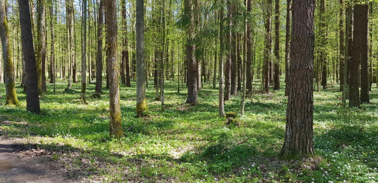 Zdalnie Z Lasu - Siedlisko W Puszczy Bialowieskiej Narewka Bagian luar foto